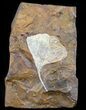 Fossil Ginkgo Leaf From North Dakota - Paleocene #58982-1